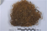 藏品(廣萼蘚屬)的圖片